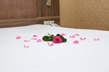 Bright pink rose with scattered petals. Romantic atmosphere in the room. Beautiful rose in the hotel.