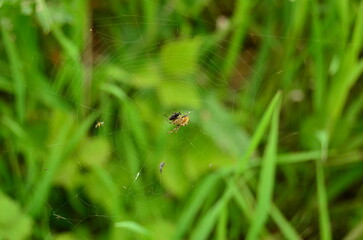 Spider catching a fly in its web