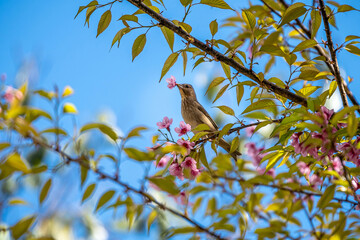 Fototapeta premium Wild bird with Himalayan Cherry flower