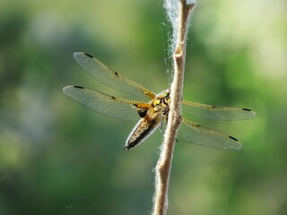 dragonfly on a leaf