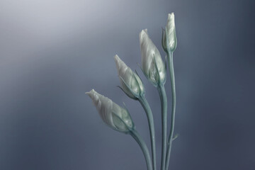 Białe kwiaty eustomy na ciemnym tle	
