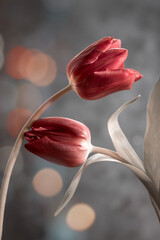 Czerwone tulipany, rozmyte tło - obrazy, fototapety, plakaty