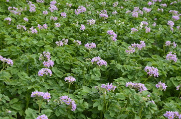 Naklejka premium potato flower agriculture spring scene