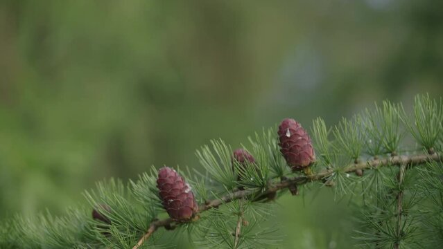 Slow motion larch branches with cones on a summer day