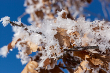 Frozen oak leaves in winter with blue sky in the background
