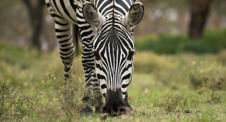 Zebra eating grass