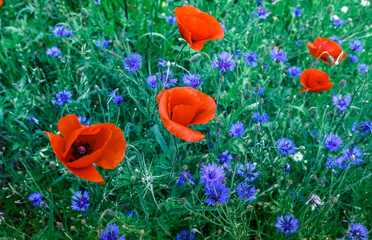 Poppy field on a sunny day. Red poppy flowers, close up on the green grass background.