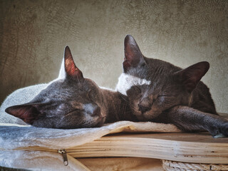 Deux chats qui dorment