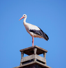Stork in the Alsace. The French Alsace is the largest stork area in Europe
