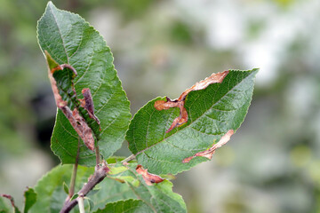 Apple leaves damaged by Choreutis pariana Apple Leaf Skeletonizer. The larvae (caterpillars) feed on fruit trees: apple, pear and cherry in orchards and gardens causing damage.