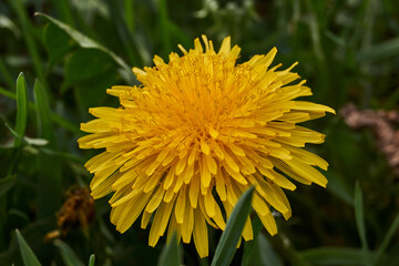 Dandelions bloom on the lawn in the garden.