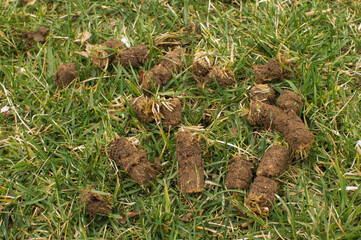 Soil cores from lawn core aeration  