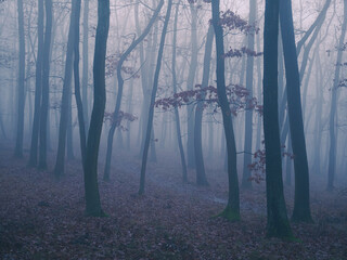 Mysterious foggy forest, oak trees, foliage, leafs,fog,tree trunks, gloomy landscape. Eastern Europe.  .