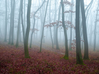 Mysterious foggy forest, oak trees, foliage, leafs,fog,tree trunks, gloomy landscape. Eastern Europe.  .