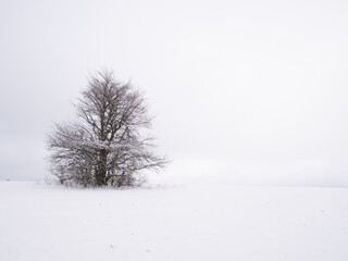 Fototapeta premium Isolated solitary tree on white snowy and cloudy background surrounded by mysterious gloomy landscape. Winter snowy landscape, Vysocina region,Czech Republic,Europe. .