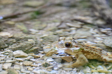 Hidden frog in water