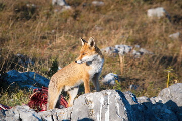 A hubgry fox