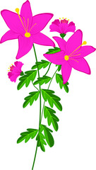 pink flowers and  white background