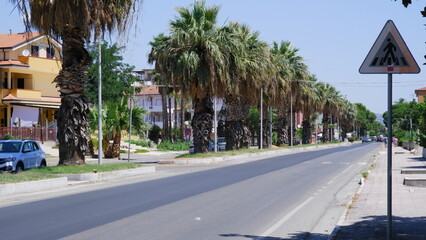 View of palm trees road