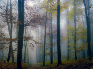 Mysterious foggy forest, forest road, trees, colorful foliage, leafs,fog,tree trunks, gloomy autumn...