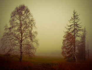 Fototapeta na wymiar Magical foggy gloomy landscape with trees,fog, autumn landscape. Eastern Europe. .