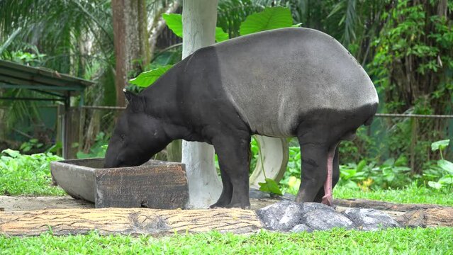 Tapir in a Malaysia National Zoo (Tapirus Indicus)