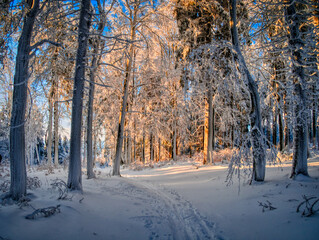 Winter snowy landscape with fresh snow covered trees,rime and mountain forest at winter sunny day. Czech republic.  .