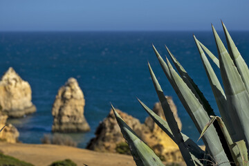 agave at Praia da Pra&iacute;nha beach between the yellow cliffs with sand areas in Portimao, algarve, portugal 