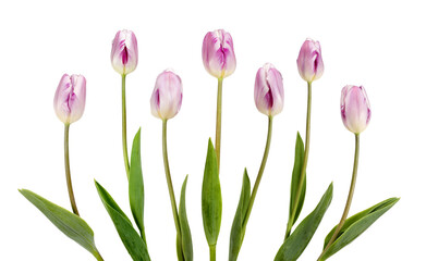 Seven beautiful lilac tulips