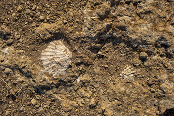 fossilized scallop shell at the Carvalho cape, Algarve, Portugal