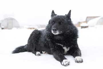 Obraz premium Russian-European Laika dog lies on the snow under a snowfall. Care for wet hair after a walk. Dog in black and white.
