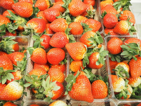 Strawberries, fresh harvest. Warm strawberries. Sale of strawberries in the market or in the supermarket. High quality photo