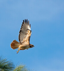 Red-Tailed Hawk Taking Off