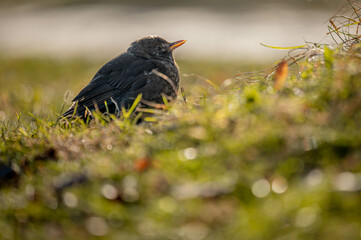 Blackbird on the grass. Turdus merula. Eurasian blackbird.