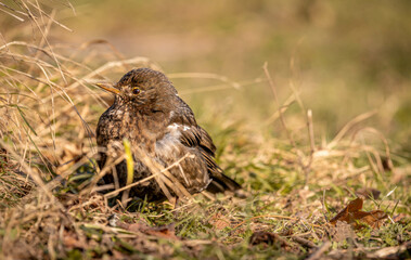 Blackbird on the grass. Turdus merula. Eurasian blackbird.