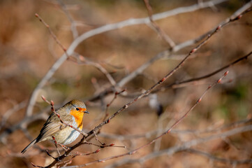 Robin on a branch. European robin. Erithacus rubecula. Robin redbreast.