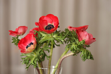 red poppies on a light background. High quality photo