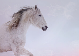 Profile portrait of a white running horse