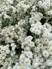 close up of white flowers