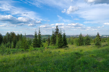 Fototapeta na wymiar Summer landscape green meadow and forest in the background against the backdrop of a beautiful blue sky and white clouds.