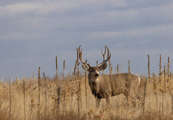 Buck Mule Deer in Colorado in Autumn