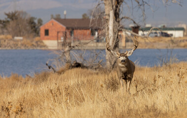 Naklejka premium Buck Mule Deer in Colorado in Autumn
