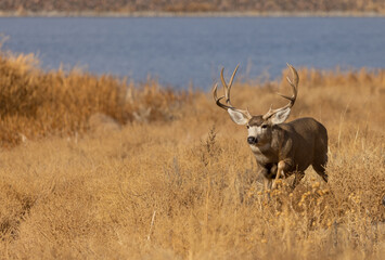 Buck Mule Deer in Colorado in Autumn