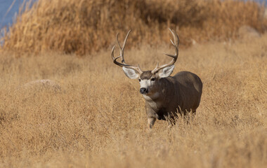 Naklejka na ściany i meble Buck Mule Deer in Colorado in Autumn