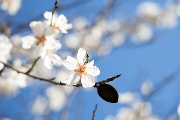 White Almond blossom flower against a blue sky, vernal blooming of almond tree flowers in Spain, spring, almond nut close up with flowers