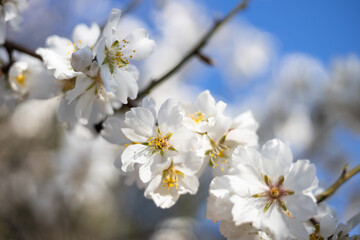 White Almond blossom flower against a blue sky, vernal blooming of almond tree flowers in Spain, spring, almond nut close up with flowers