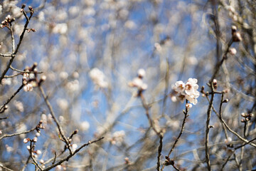 White Almond blossom flower against a blue sky, vernal blooming of almond tree flowers in Spain, spring, almond nut close up with flowers