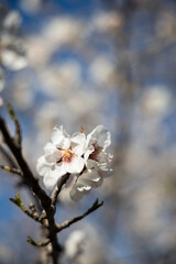 White Almond blossom flower against a blue sky, vernal blooming of almond tree flowers in Spain, spring, almond nut close up with flowers