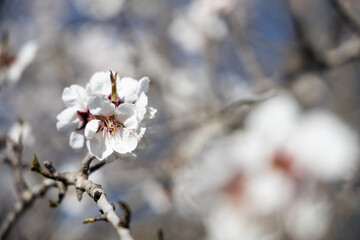 White Almond blossom flower against a blue sky, vernal blooming of almond tree flowers in Spain, spring, almond nut close up with flowers