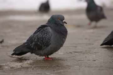 pigeon in the city